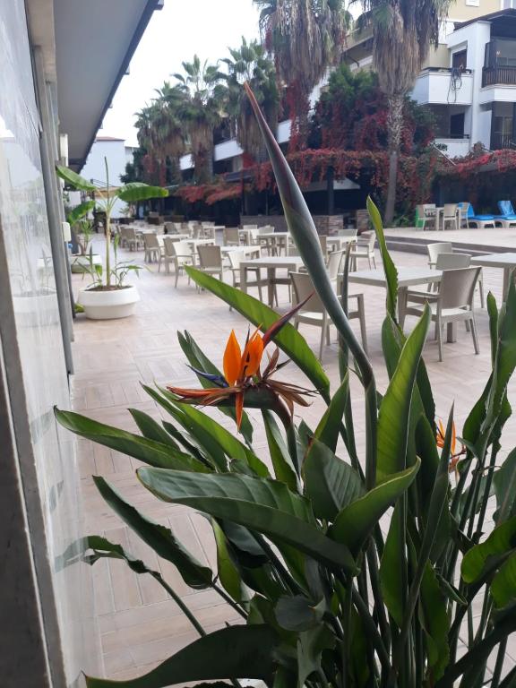 CLUB JOVIA KEMER