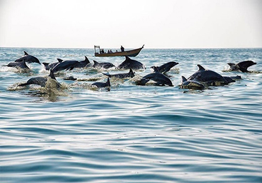 /UploadData/Packages/qeshm.jpg_vekhl41a.dzn.jpg